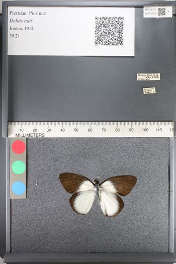 Media type: image;   Entomology 131679